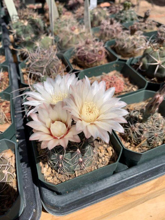 Gymnocalycium altagraciense Cactus Seeds