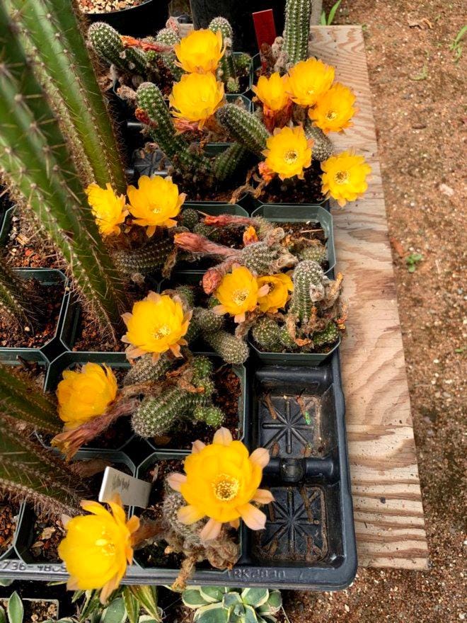 Yellow Bloom Peanut Cactus - Echinopsis chamaecereus