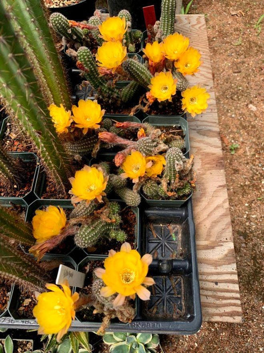 Yellow Bloom Peanut Cactus - Echinopsis chamaecereus