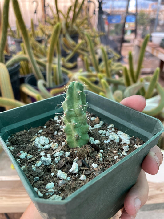 Echinocereus pentalophus cactus - large purple-pink blooms