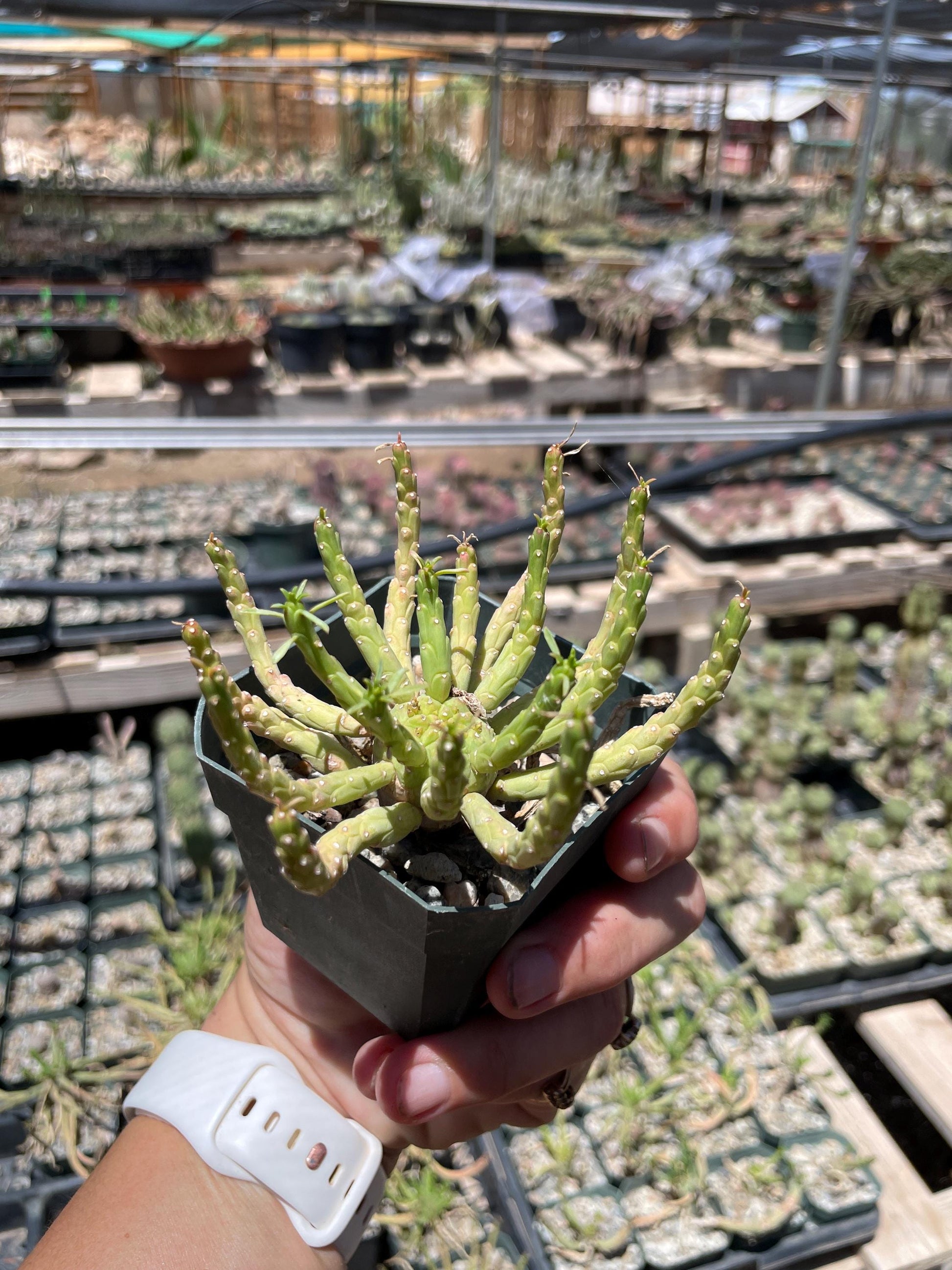 Euphorbia flanaganii medusa