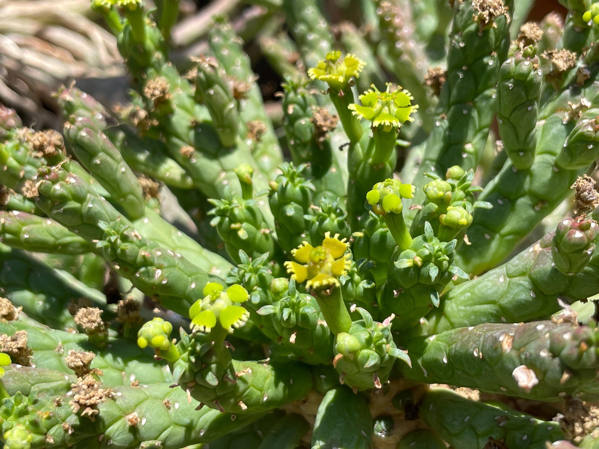 Euphorbia flanaganii medusa