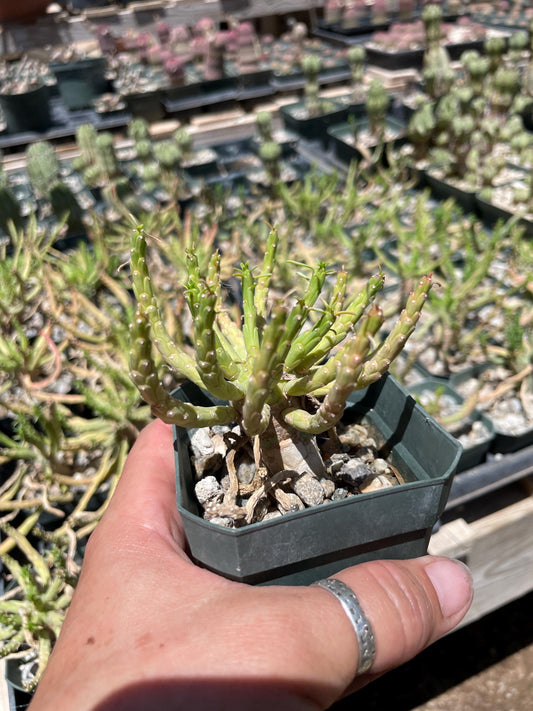 Euphorbia flanaganii medusa