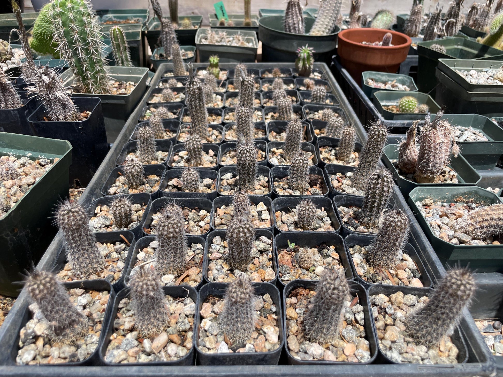 Setiechinopsis mirabilis – Cactus Seeds
