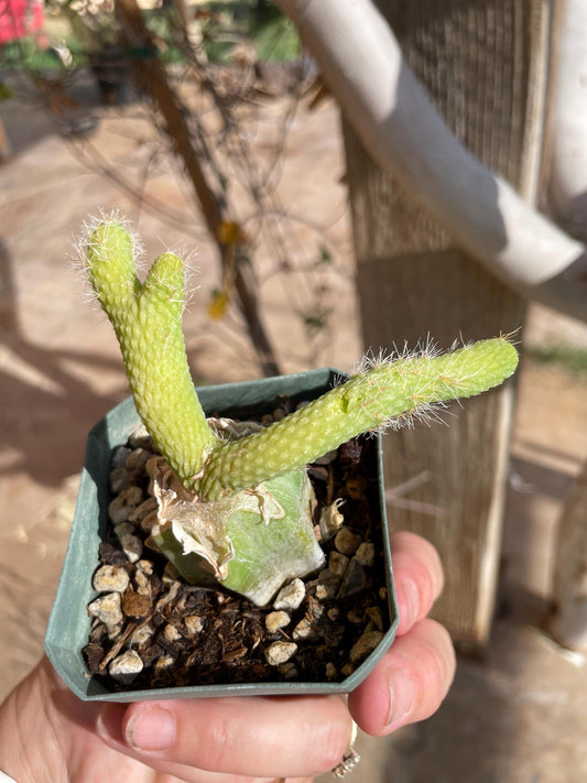 Monkey Tail cactus Hildewintera Colademononis inermis- grafted
