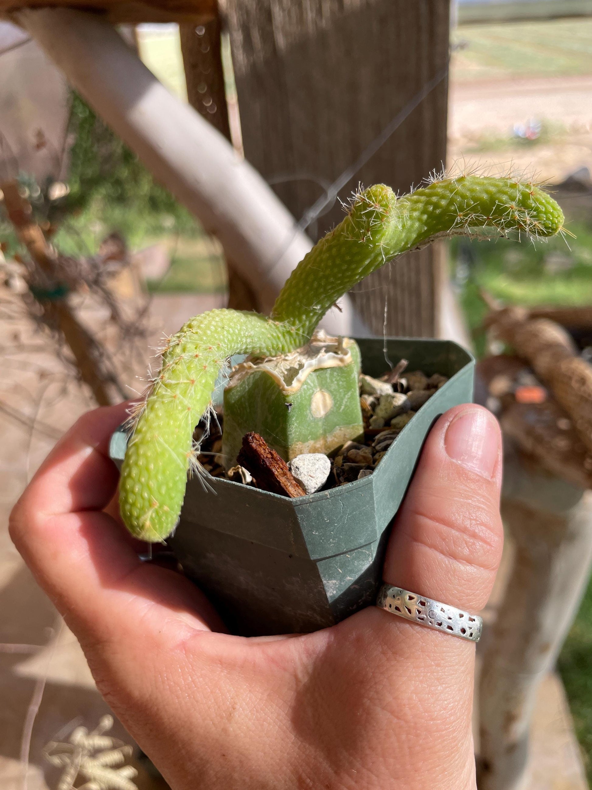 Monkey Tail cactus Hildewintera Colademononis inermis- grafted