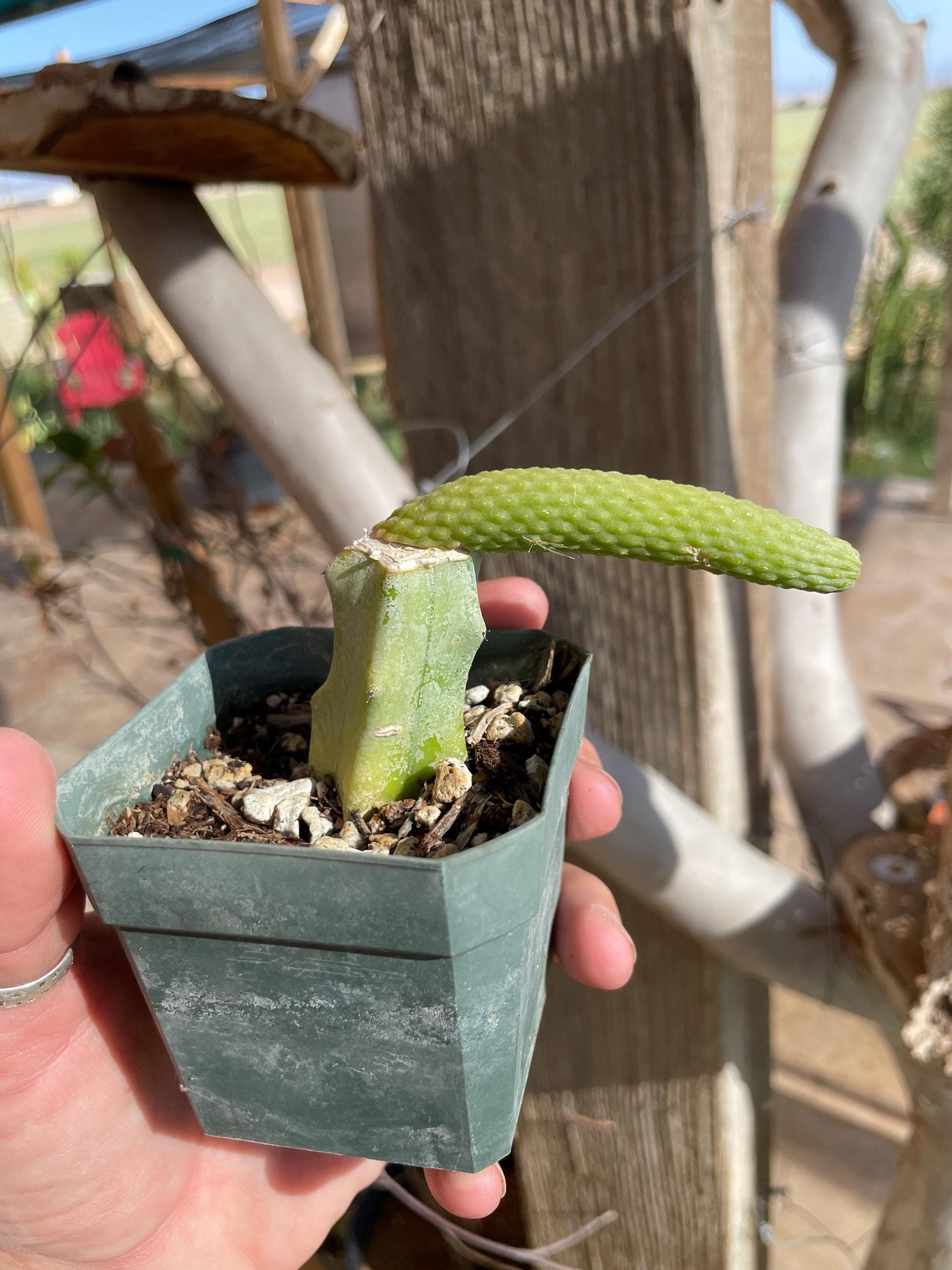 Monkey Tail cactus Hildewintera Colademononis inermis grafted
