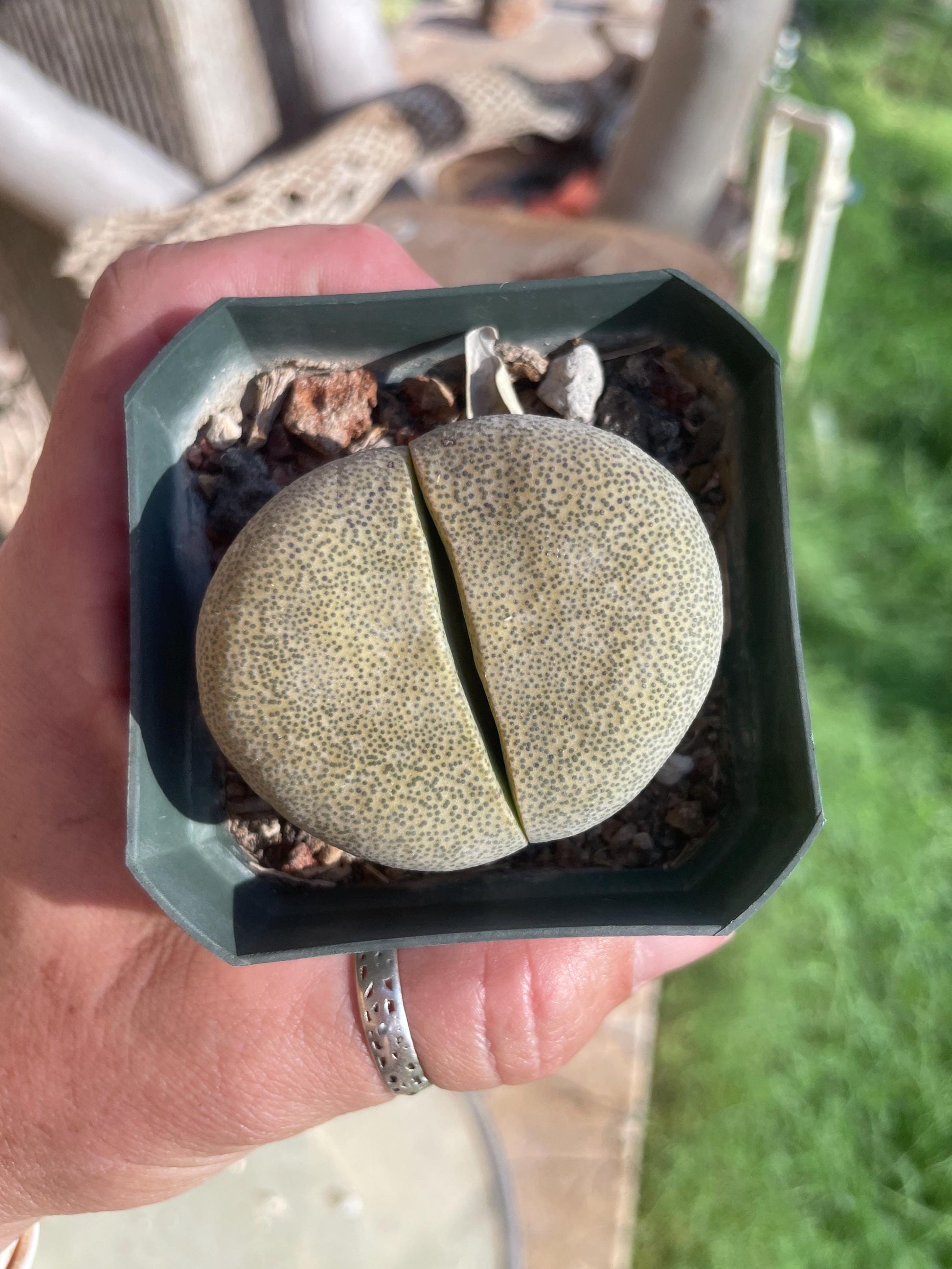 Pleiospilos nelii (Split Rock) – Unique Succulent with Stone-Like Appearance