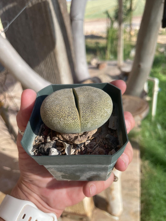 Pleiospilos nelii (Split Rock) – Unique Succulent with Stone-Like Appearance
