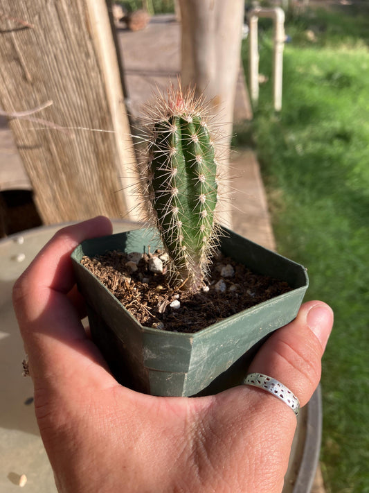Pachycereus pringlei seedling - Giant Mexican Cardon