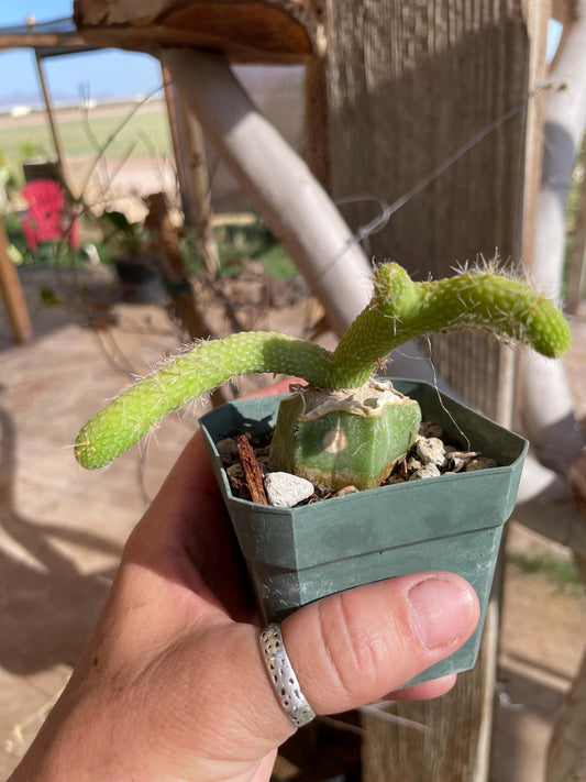 Monkey Tail cactus Hildewintera Colademononis inermis- grafted