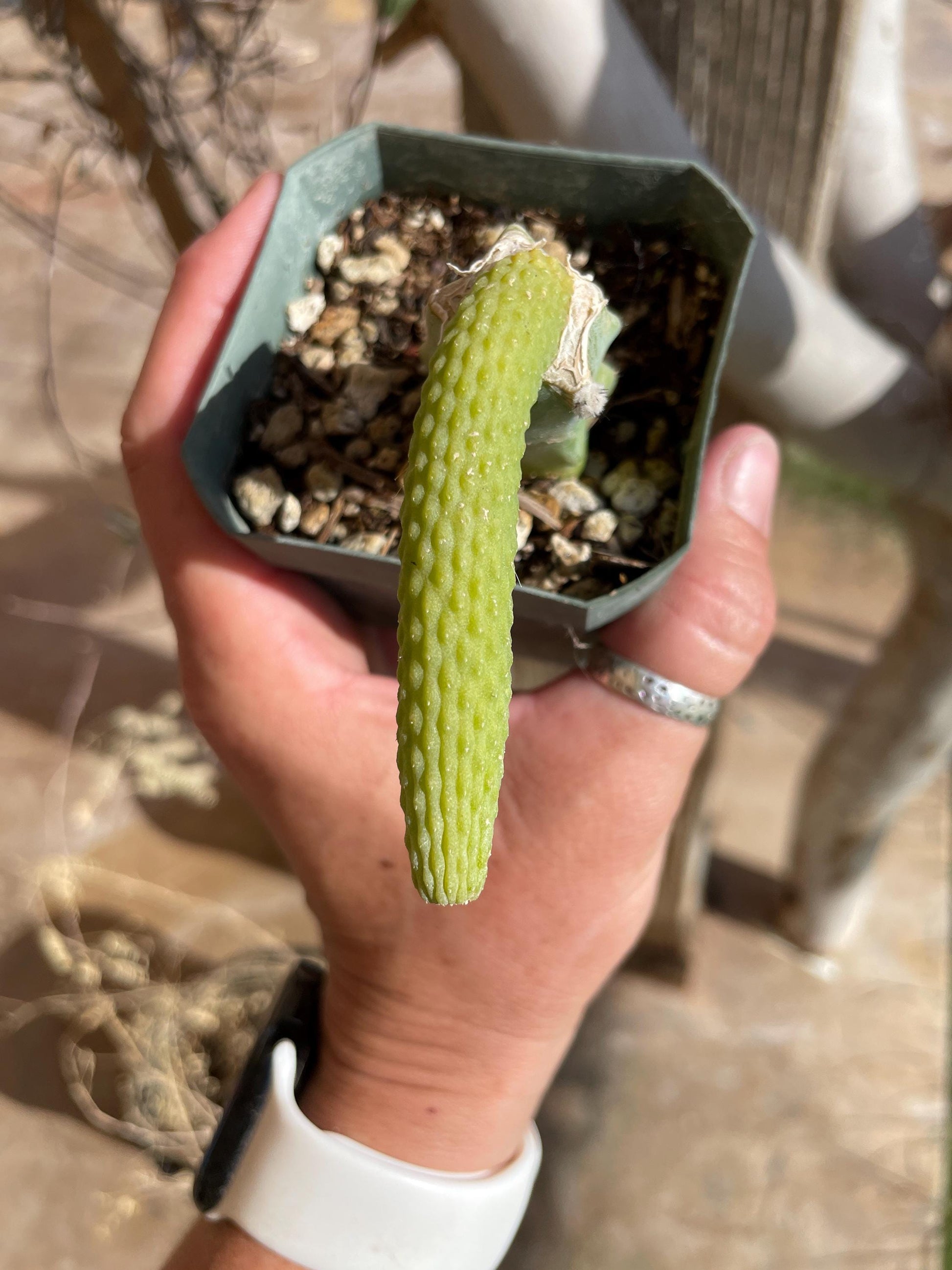 Monkey Tail cactus Hildewintera Colademononis inermis grafted