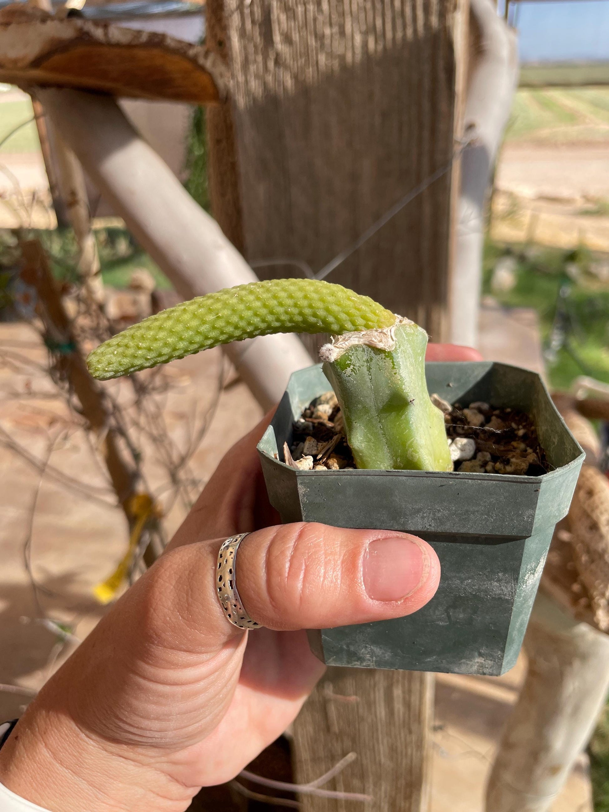 Monkey Tail cactus Hildewintera Colademononis inermis grafted