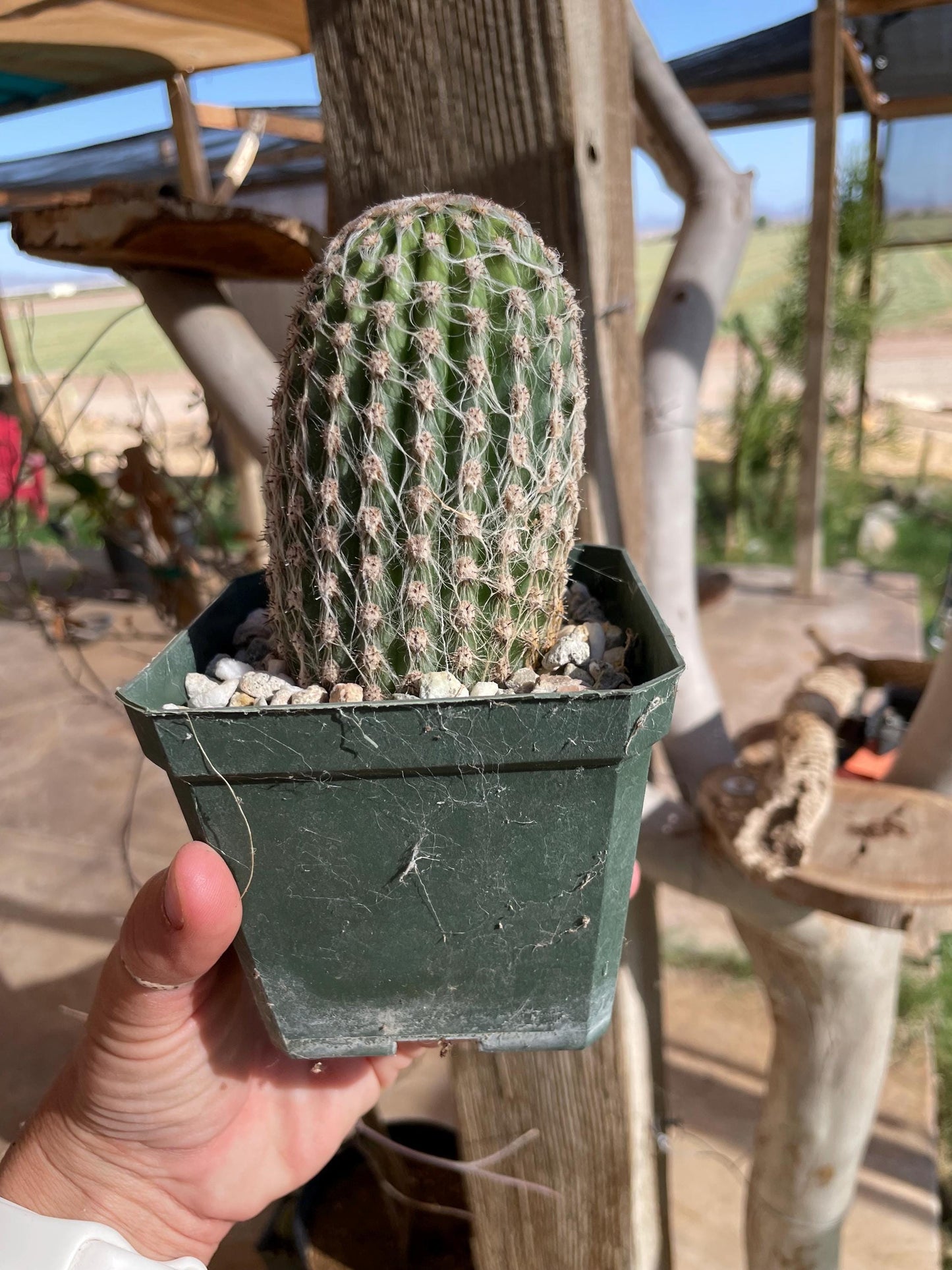 Espostoa hybrid