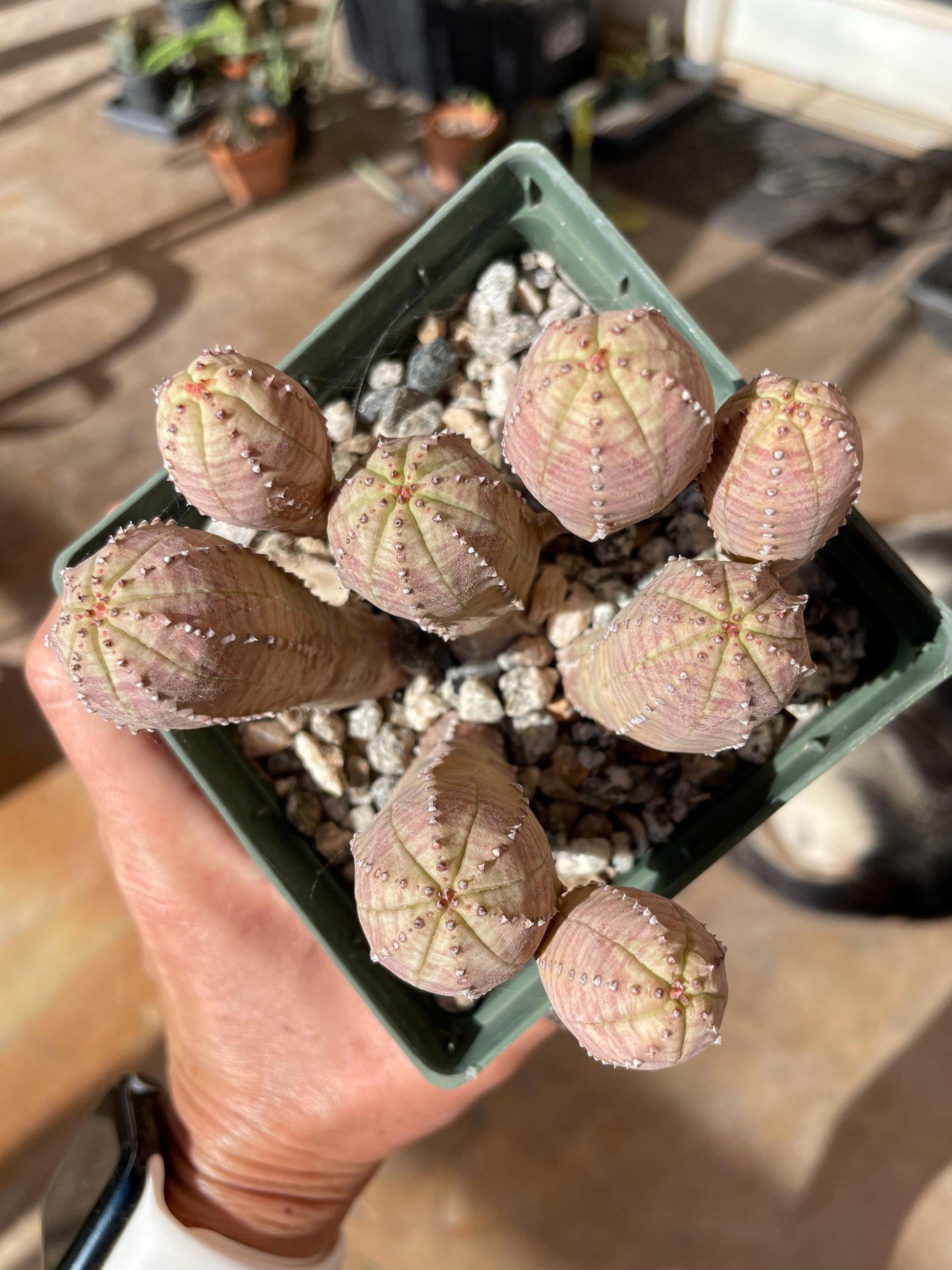 Euphorbia hybrid