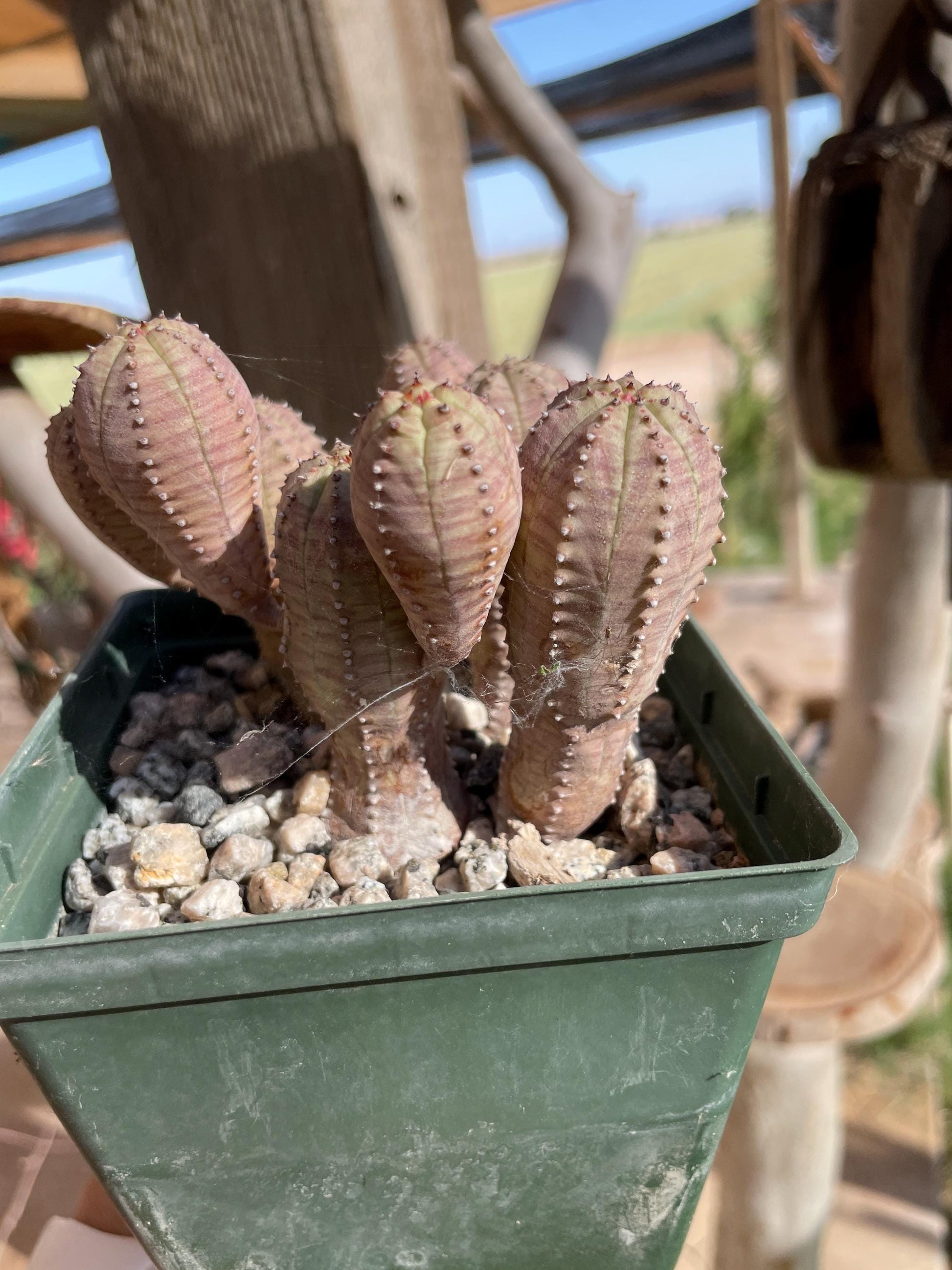 Euphorbia hybrid