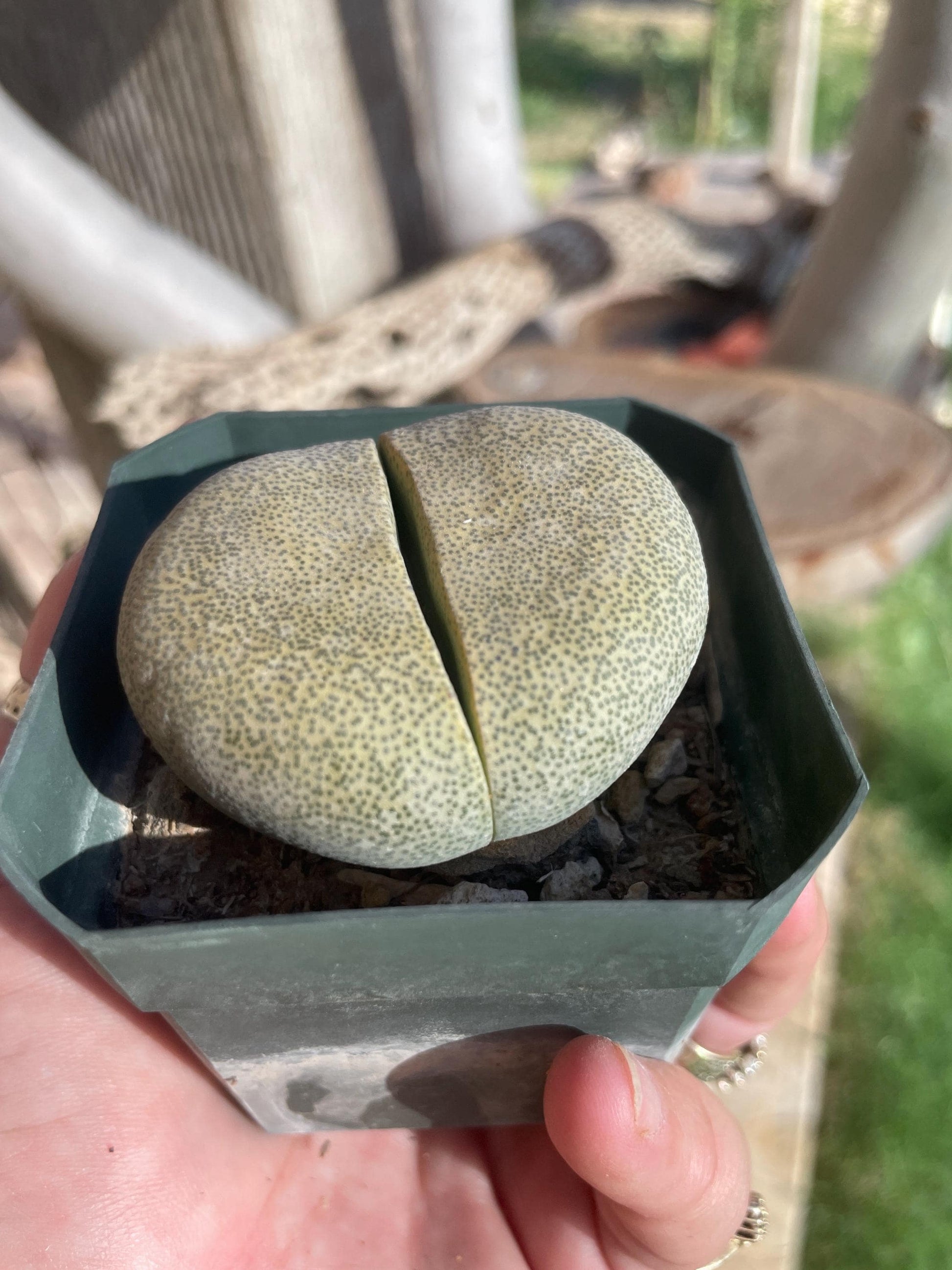Pleiospilos nelii (Split Rock) – Unique Succulent with Stone-Like Appearance