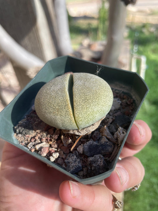 Pleiospilos nelii (Split Rock) – Unique Succulent with Stone-Like Appearance