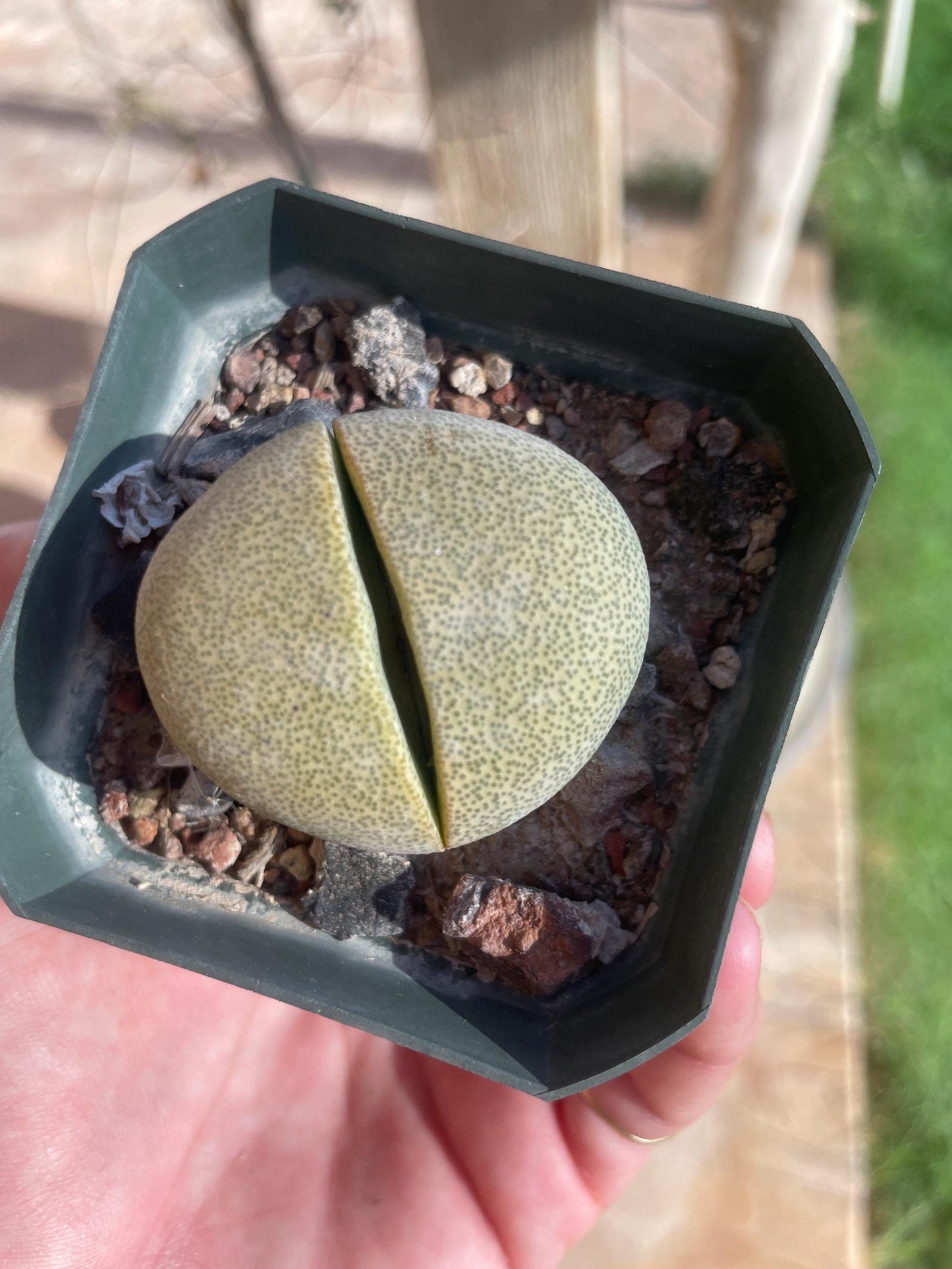 Pleiospilos nelii (Split Rock) – Unique Succulent with Stone-Like Appearance