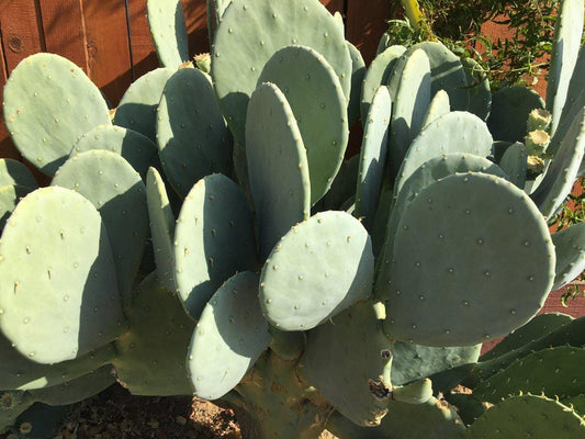 Opuntia cacanapa ellisiana - blue spineless prickly pear - unrooted pad