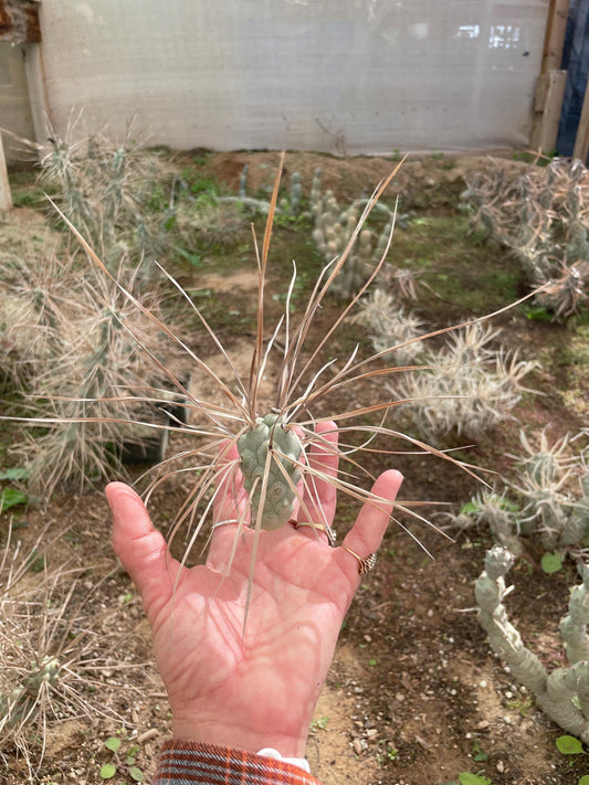 Tephrocactus aoracanthus var. paediophilus Long spine segmen