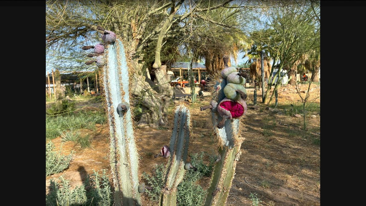 Pilosocereus azureus Cactus Seeds