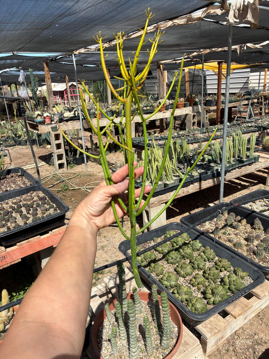 Firestick Cactus Cuttings — Euphorbia tirucalli 'Sticks on F