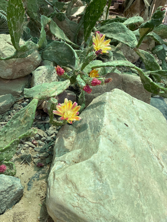 Opuntia monacantha f. variegata