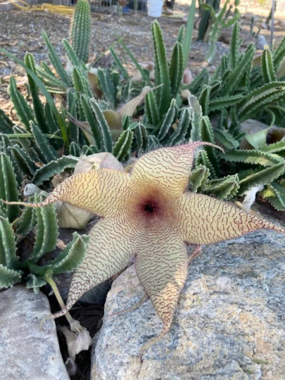 Stapelia Multi Cutting Pack - 6 Different Species