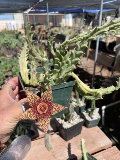 Stapelia Multi Cutting Pack - 6 Different Species