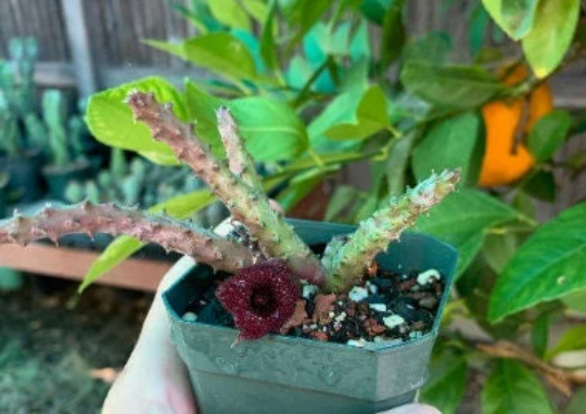 Stapelia Multi Cutting Pack - 6 Different Species