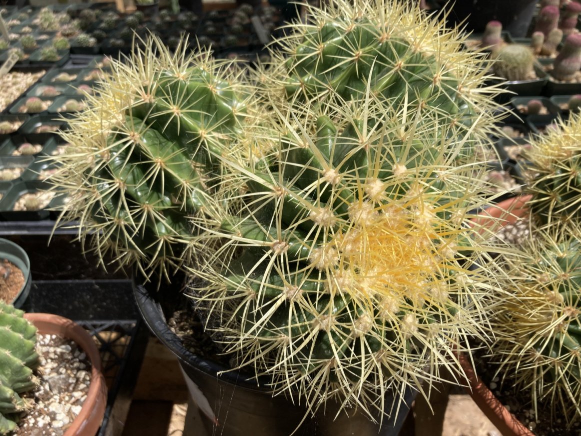 Echinocactus grusonii - Golden Barrel Seeds