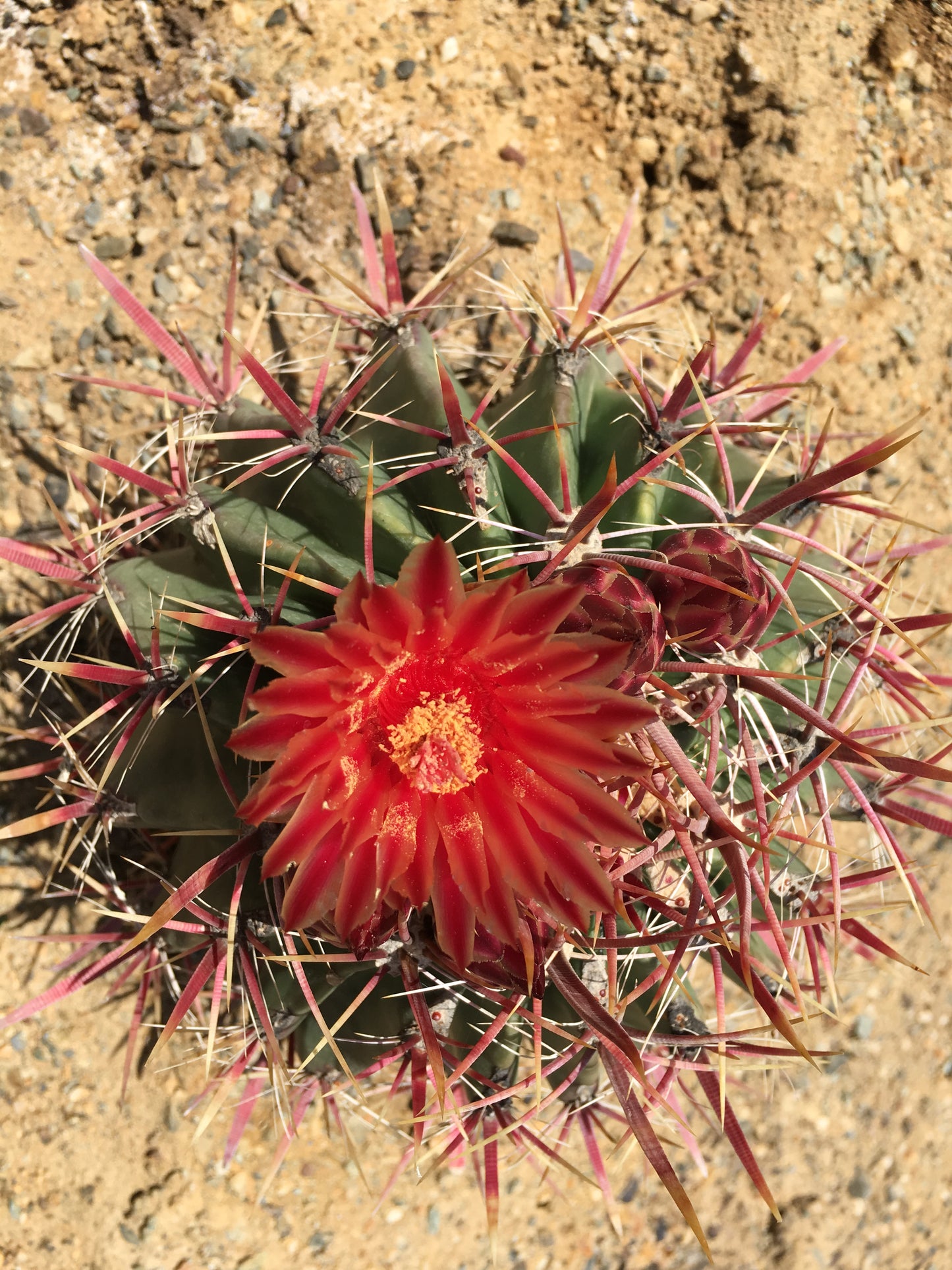 Ferocactus latispinus Cactus Seeds