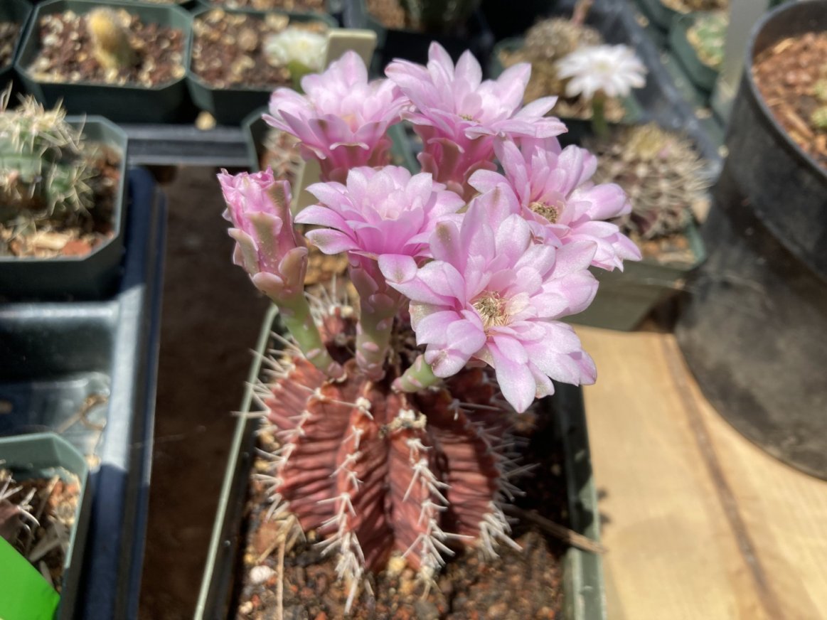 Gymnocalycium mihanovichii seeds
