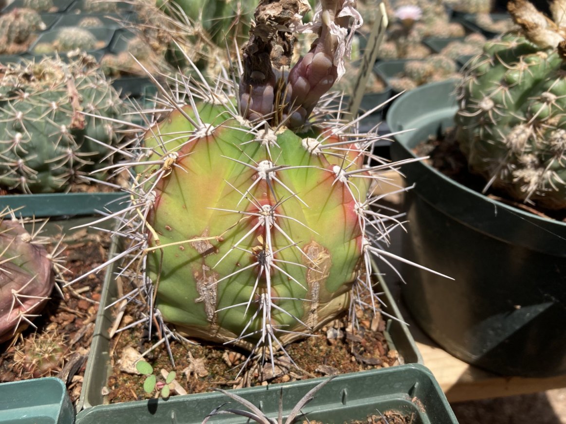 Gymnocalycium paediophilum Seeds