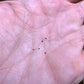 Gymnocalycium paediophilum Seeds