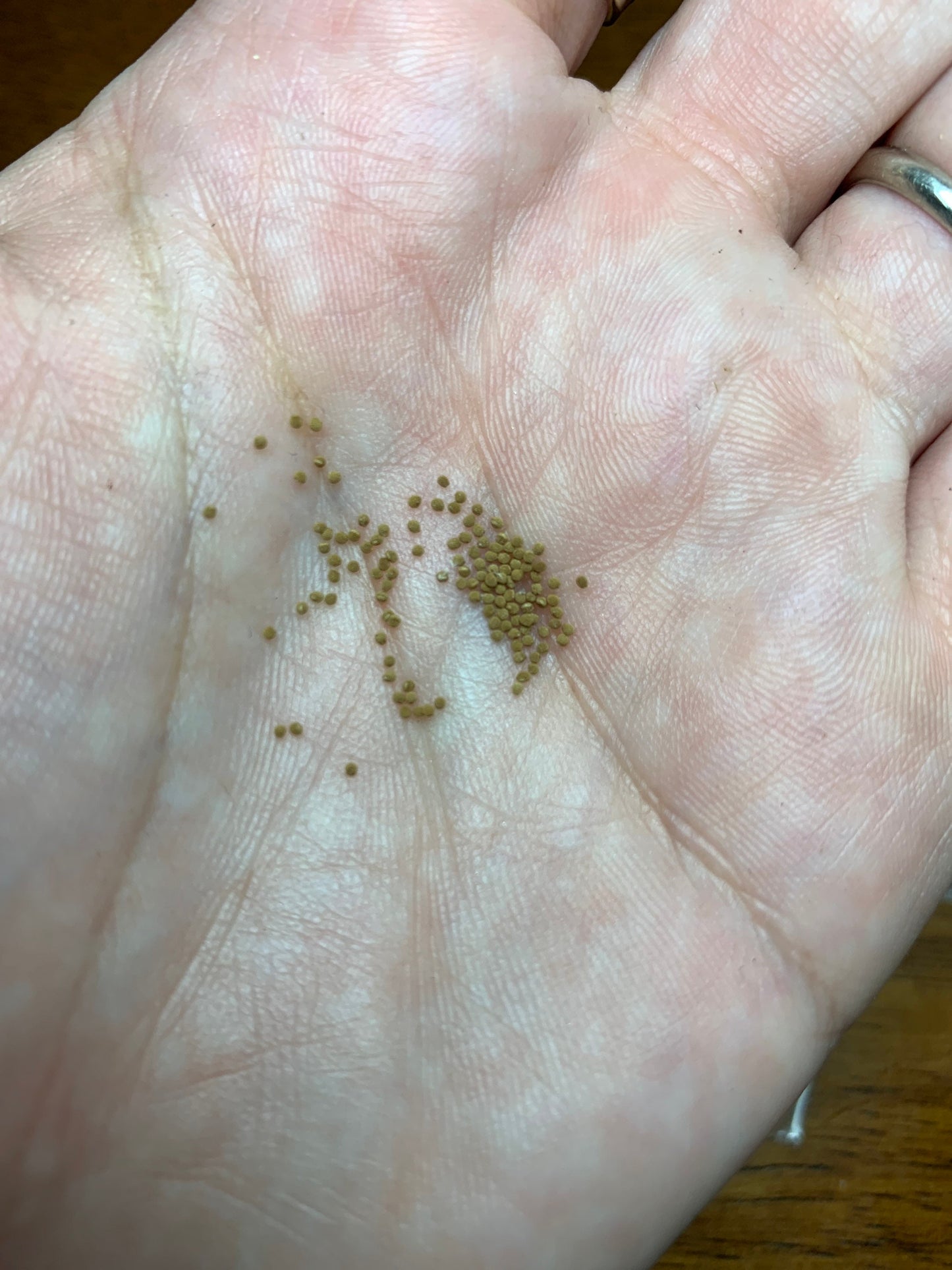 Gymnocalycium mihanovichii seeds