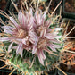 Echinofossulocactus hookeri Cactus seeds