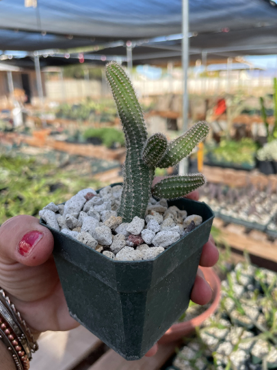 Echinopsis chamaecereus - Peanut Cactus "Yellow Bird"