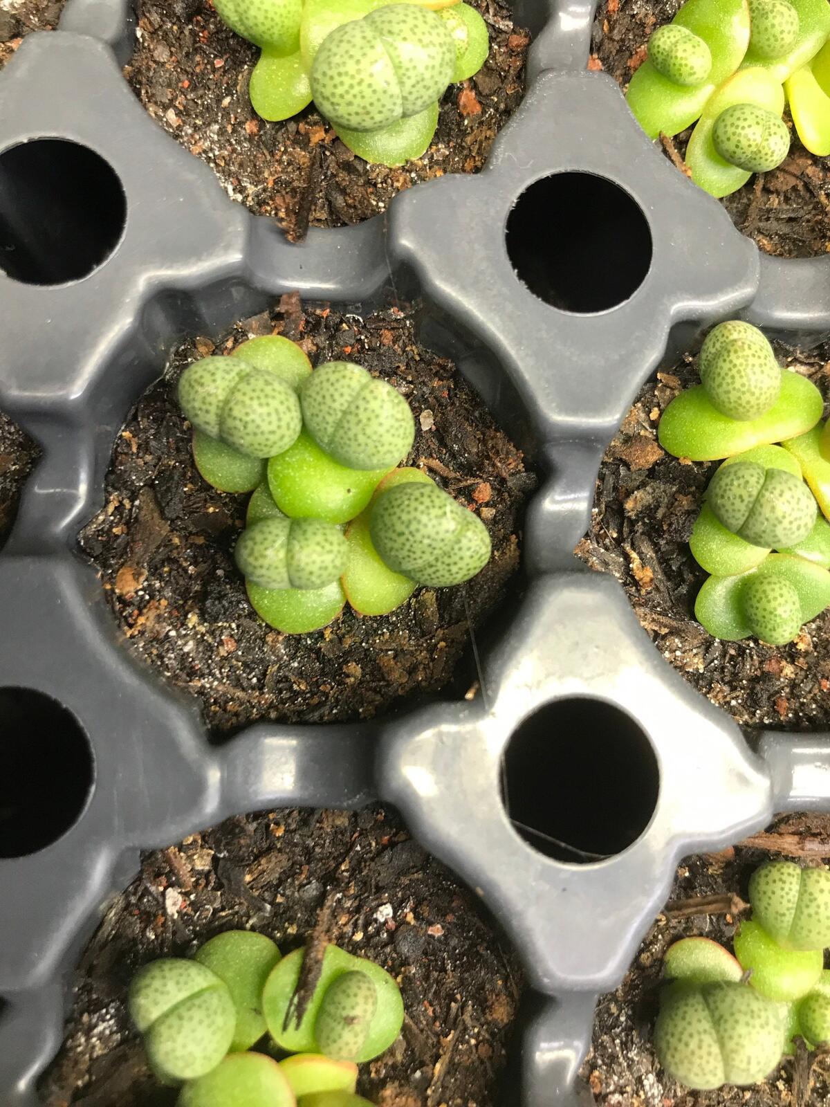 Pleiospilos nelii