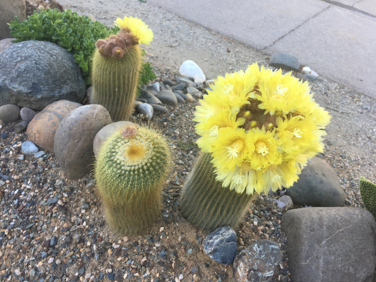 Notocactus leninghausii