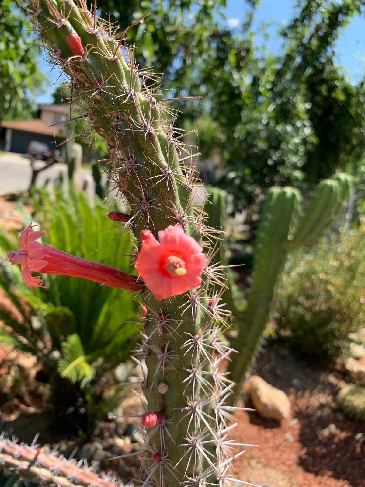Stenocereus alamosensis