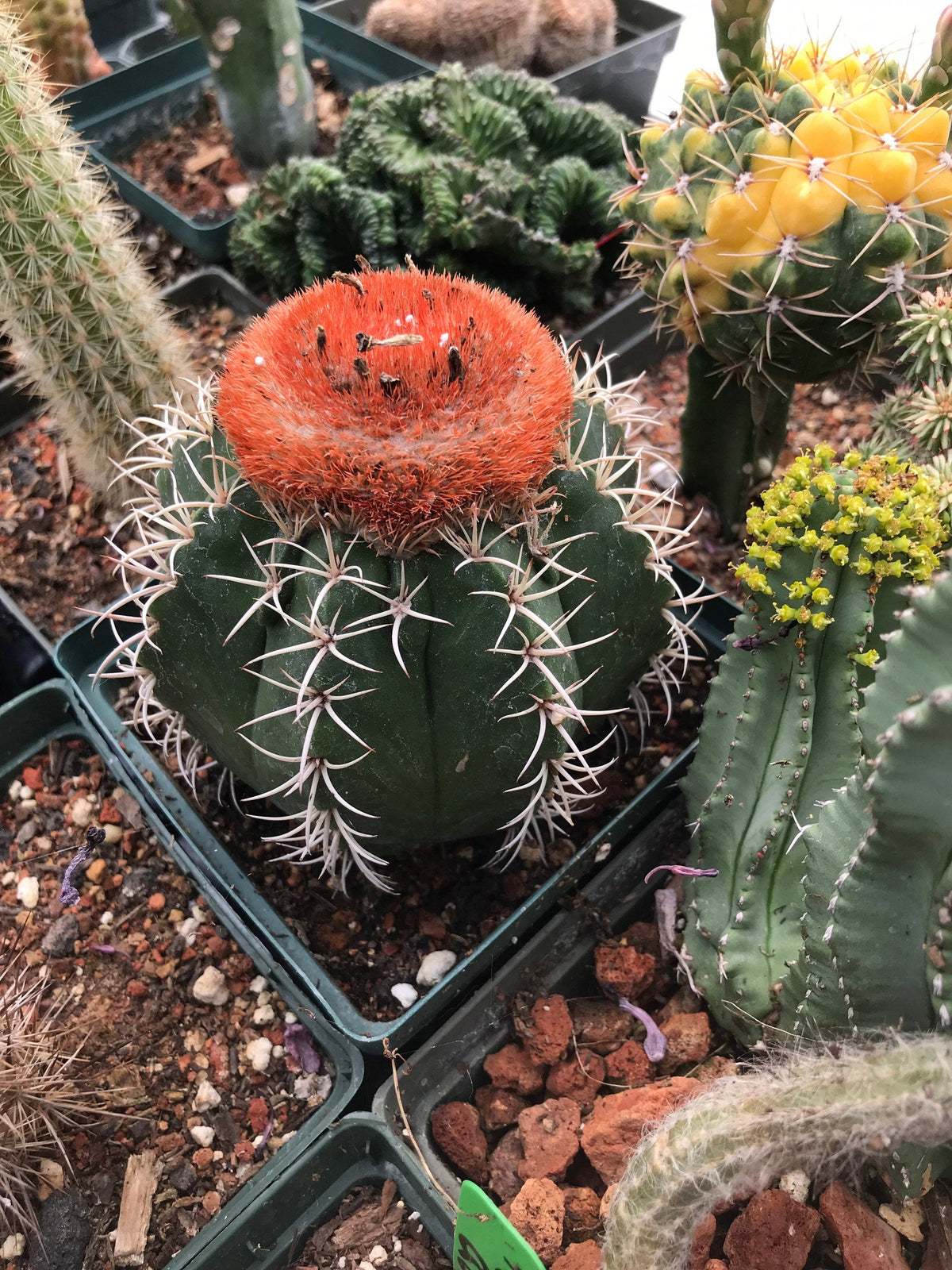 Melocactus matanzanus
