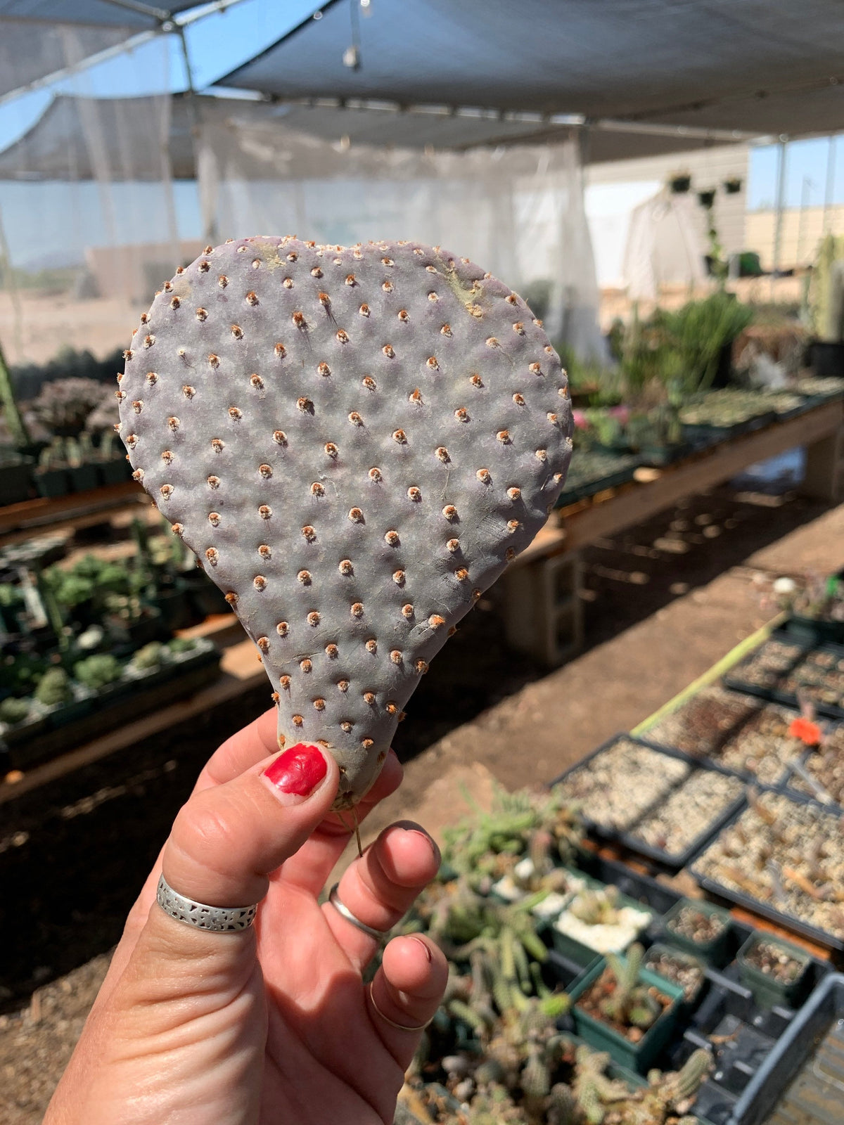 Opuntia basilaris