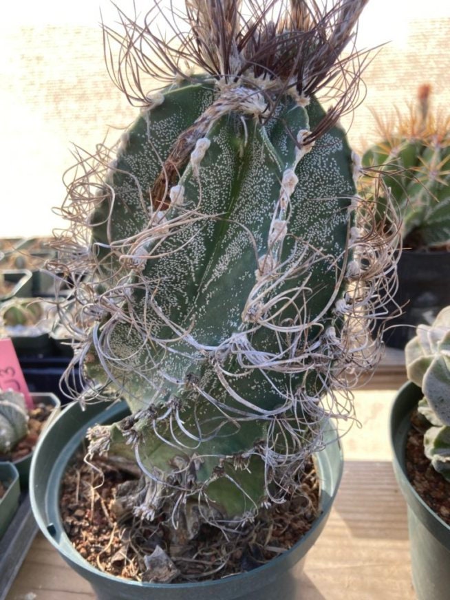 Astrophytum capricorne
