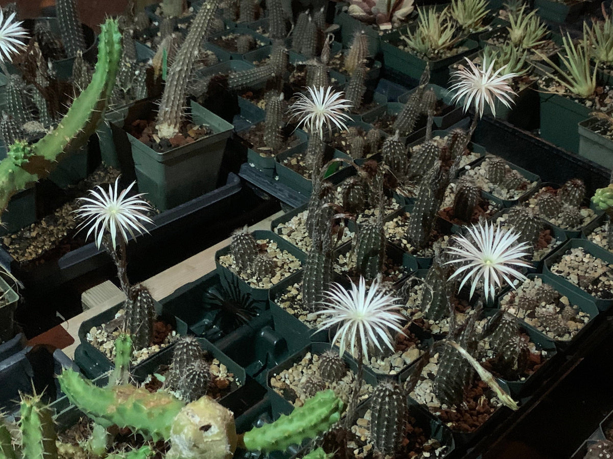 Setiechinopsis mirabilis