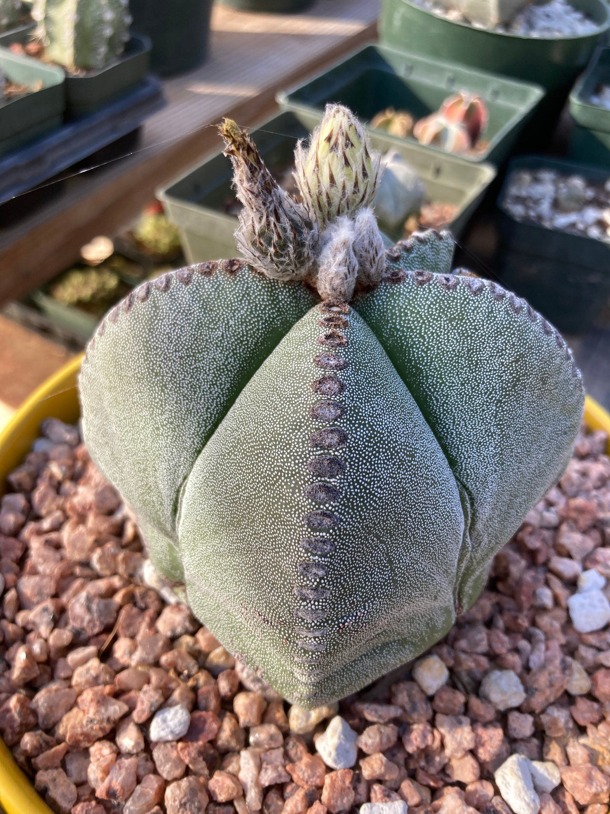 Astrophytum myriostigma