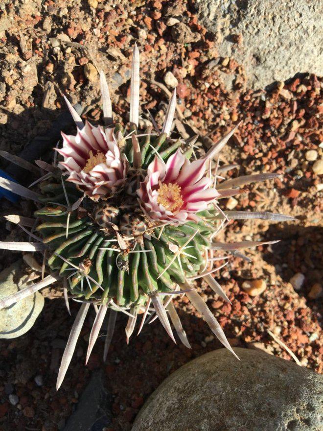 Echinofossulocactus crispatus