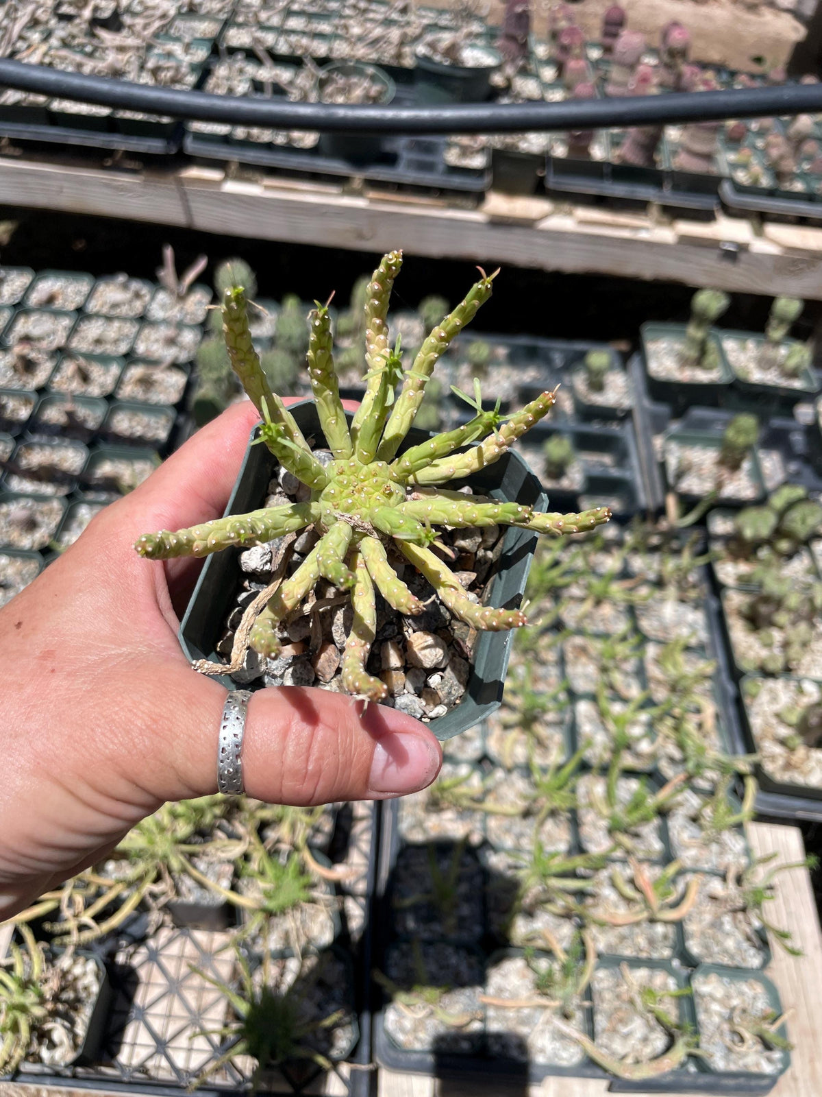 Euphorbia flanaganii