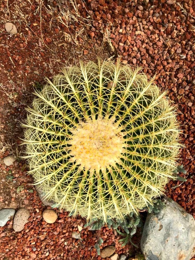Golden barrel cactus